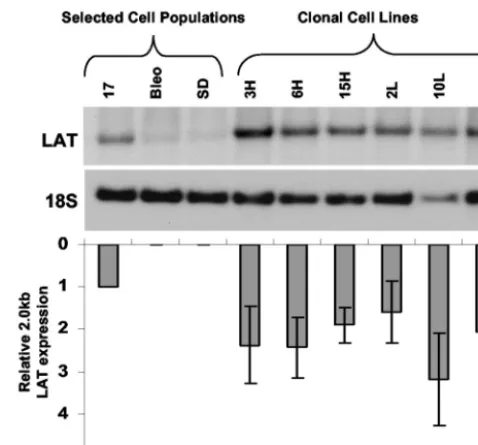 FIG. 4. Northern hybridization analysis of clonal cell lines derivedfrom the 17 cell population