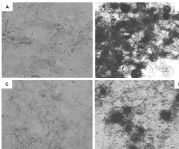 FIG. 5. RNA in situ hybridization analysis of LAT expression in 293T cell populations