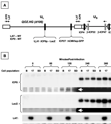 FIG. 7. Dynamic expression proﬁle of ICP0 and LacZ in LAT-expressing cell populations after infection with QOZ.HG