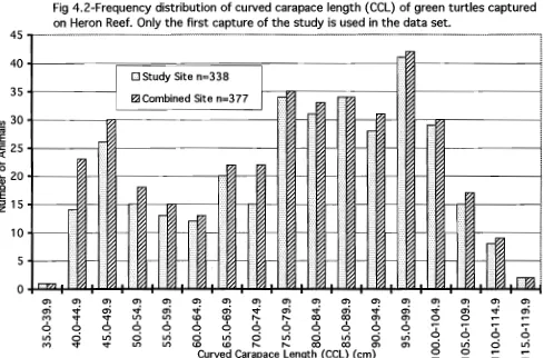 Fig 4.2-Frequency distribution of curved carapace length (CCL) of green turtles captured on Heron Reef