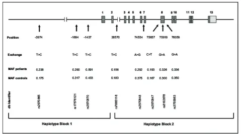 Table 3 Mean ages-at-onset of the different rs7665116genotypes in Italian HD patients