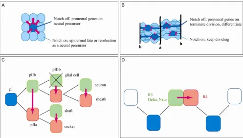 Figure 1Roles for Notch during neurogenesis: selection of a neural progenitor and specification of neuronal subtype identityidentityRoles for Notch during neurogenesis: selection of a neural progenitor and specification of neuronal subtype 