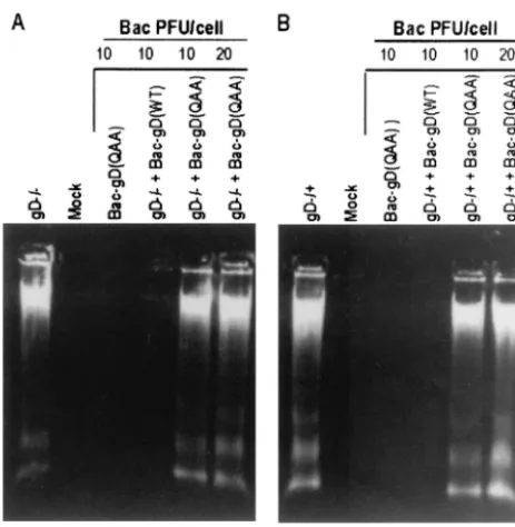FIG. 2. Agarose gel containing electrophoretically separated DNAfrom cells infected with recombinant baculoviruses expressing mutant