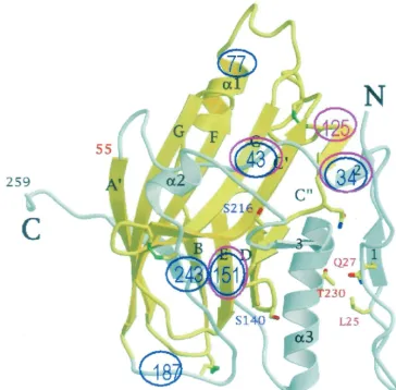 FIG. 5. Schematic backview of the crystal structure of gD (from reference 9) in which the mutations that block apoptosis and those that affectcell-cell fusion have been highlighted in fuchsia and in blue, respectively.