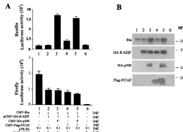 FIG. 5. Overexpression of p300 or P/CAF cannot relieve the repression by K-bZIP. (A) Activities of luciferase reporters