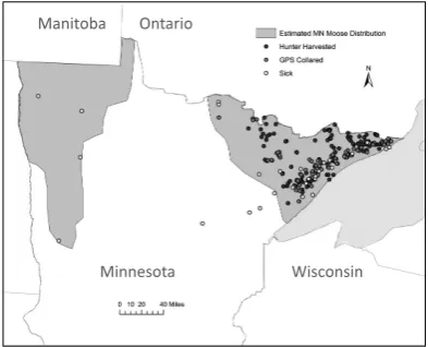 Fig. 1. Location of hunter-harvested (n = 117), GPS-collared (n = 132), and sick (n = 36) moose used in genetic studies in Minnesota, USA.