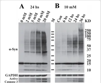 Figure 1 Effects of sodium butyrate (SB) exposure on a-Syn oligomerization and caspase 3 activation