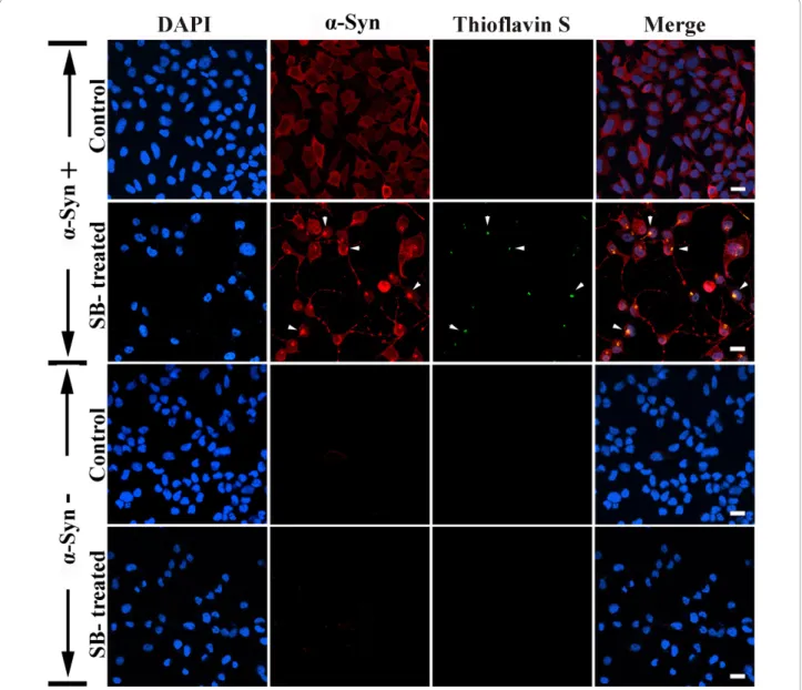 Figure 3 Accumulation of a-Syn and thioflavin-positive inclusions in SB-treated cultures
