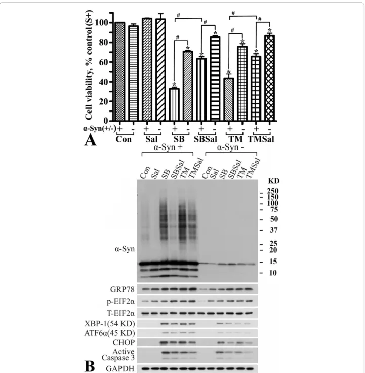 Figure 8 Association of a-Syn oligomer accumulation with ER stress response. Differentiated 3D5 cells with (a-Syn +) or without (a-Syn -) induced a-Syn expression were treated with 10 mM SB (10 mM), 40 μM salubrinal (Sal, an inhibitor of EIF2a dephosphoryl