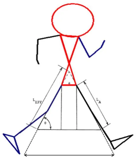 Figure 2: Trowbridge’s model of step length with a digitised figure of an elite race walker superimposed