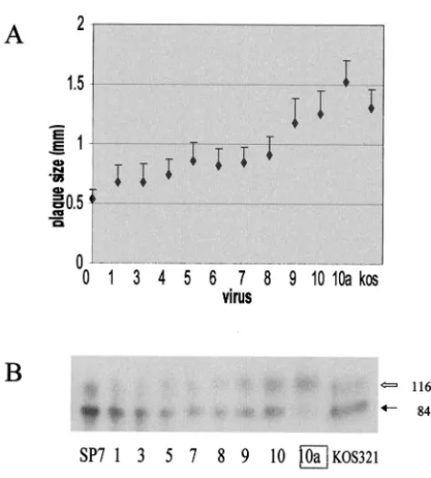 TABLE 1. Replication of variants of HSV-1 in various cell lines