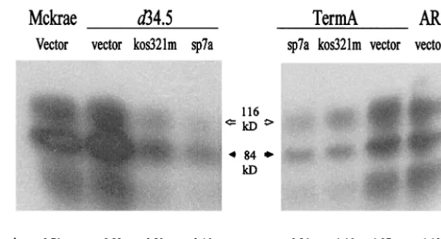 FIG. 2. Ectopic expression of ICP34.5-myc variants determines the tissue culture behaviors of an infecting virus
