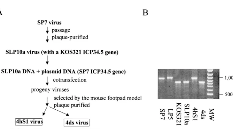 FIG. 3. Ectopic expression of ICP34.5-GFP variants determines the tissue culture behaviors of an infecting virus
