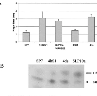 FIG. 5. Tissue culture behavior of recombinant virus 4hS1 with an SP7 ICP34.5 gene in an SLP10a background