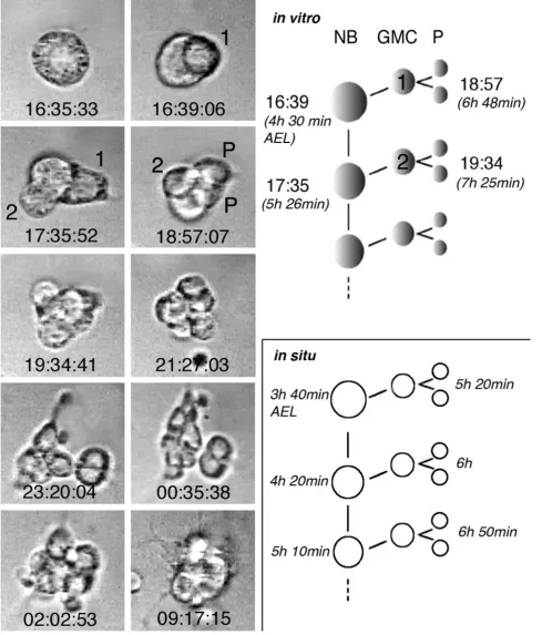 Figure 3 (see legend on next page)