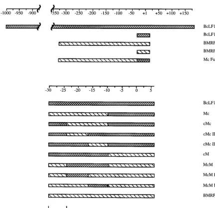 FIG. 2. Schematic diagram of promoter fragments. Checked bars represent sequences from the BcLF1 late promoter, while striped bars correspond to sequencesfrom the BMRF1 early promoter