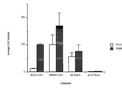 FIG. 4. Effect of fusion of the BcLF1 core promoter to the BMRF1 enhancer. See Fig. 1 for a description of the constructs