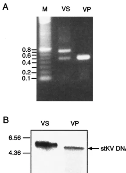 FIG. 1. Analysis of MPtV genome structure. (A) The regulatoryregion of MPtV DNA extracted from a crude virus preparation (VS)