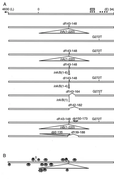 FIG. 2. Organization of the stregulatory region of the viral genome was ampliﬁed by PCR and ligated to pGL2-basic DNA