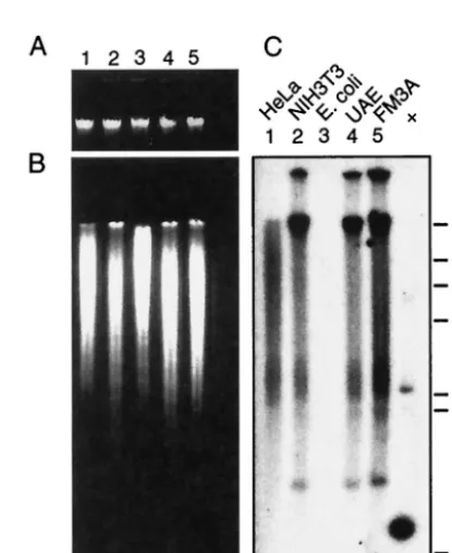 FIG. 3. Southern blot analysis of MPtV insert-related sequences incellular DNA. High-molecular-weight DNA was puriﬁed from human