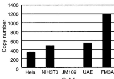FIG. 4. Estimation of copy number of MPtV insert-related mate-rial in genomic DNA. The same DNA preparations and radioactive