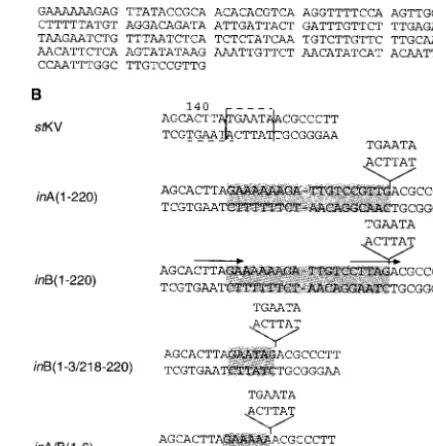FIG. 6. Nucleotide sequences of putative transposon in MPtVDNA and the integration site