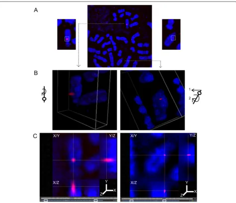 Figure 5 Visualization of metaphase chromosome differential accessibility in 2- and 3-dimensions