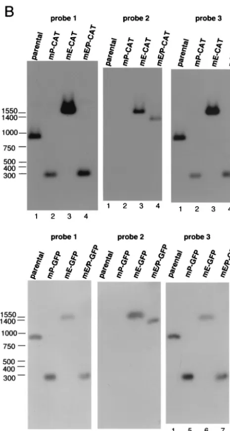 FIG. 1—Continued.