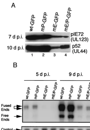 FIG. 3. Early viral protein and DNA synthesis with wt and recom-binant viruses. (A) Western blot of IE pIE72 (UL123) and early p52