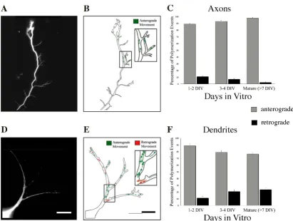 Table 1: Microtubule polymerization rates in developing neurons and PC12 cells