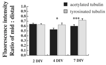 Figure 2. Within the middle segment of dendrites, Tyr-tubulin intensity did not decrease as dendrites maturedand became longer (correlation coefficient betweenlength and fluorescence intensity at midshaft = 0.21, datanot shown)