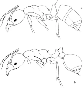 Figure 2. External anatomy of the head of a typical ant showing many of the features referred to in the keys