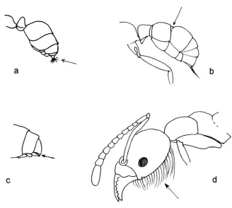 Figure 5. lteeth; b) propodeum armed with teeth; c) profile alitrunk typical '-eaLures referred to in thc Key to the Gcnera a) I,ateral view of propodeum lacking of alitnmk typical or Camponotus; d) profile or of Forfllica and Lasius