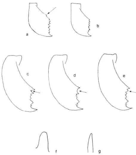 Figure 8. Features referred to on antennal scape; b) antennal scape without a lobe; Lasius in the Key to the Major Workers of the Species