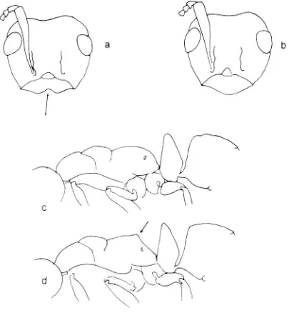 Figure 10. Fcatures refeITed to in the Key to the Major Workers of the Specics a) Clypeus bearing a notch in the ventral border ~ b) cJypeus without a ventral notch~ c) profile of a rounded epinotum~ b) profile of an angulate epinotum