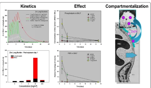 Figure 1 Modeling of a 4-week repeated inhalation study in rats with minimally and/or poorly soluble particle at minimal overloadremain undetected during the actual exposure period