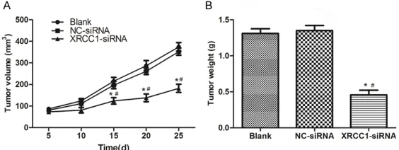 Figure 6. Effect of XRCC1 silencing on transplanted nasopharyngeal car-cinoma growth of nude mice