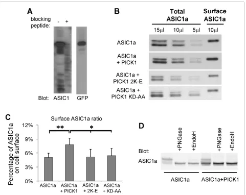 Figure 1 PICK1 increases surface levels of ASIC1aHEK293T cells as indicated. Surface ASIC1a proteins were isolated using surface biotinylation assay