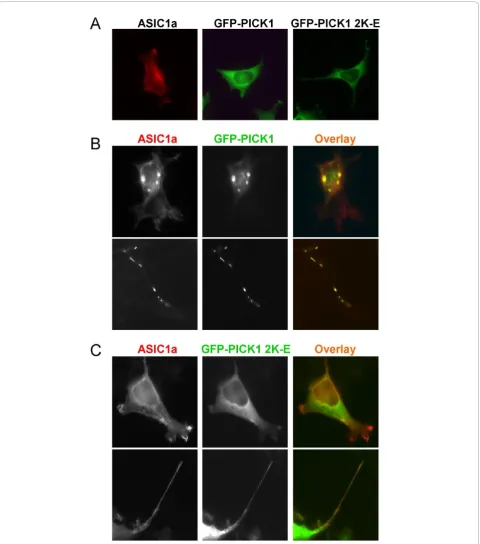 Figure 2 Lipid binding is required for PICK1-induced clustering of ASIC1a. A, ASIC1a and wild-type GFP-PICK1 or lipid binding-deficientmutant PICK1 2K-E were transfected into HEK293T cells