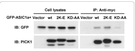 Figure 3 BAR domain mutant PICK1 2K-E still interacts withASIC1a. HEK293T cells were transfected with GFP-ASIC1a togetherwith myc-tagged wild-type PICK1, PICK1 2K-E, PICK1 KD-AA or thevector control, as indicated on the top