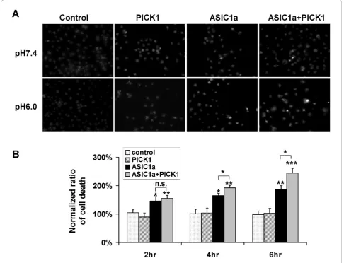 Figure 4 PICK1 enhances ASIC1a-mediated cell toxicity. A, Different constructs were transfected into COS7 cells as indicated