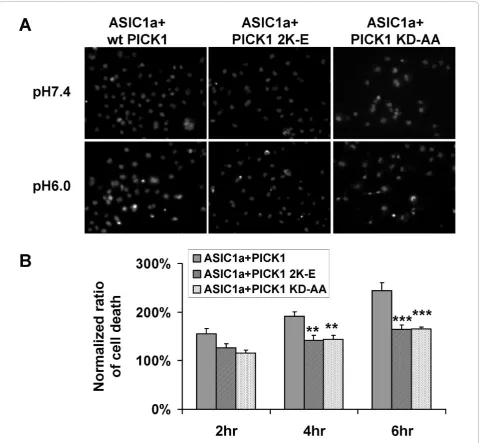 Figure 5 Lipid binding of PICK1 is required for regulating ASIC1a-mediated acidotoxicity