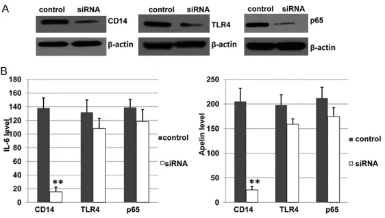 Figure 2. BHD inhibits the activity of CD14/TLR4-NFκB signal pathway in 3T3-L1 cells. Mouse 3T3-L1 cells were treated with LPS, LPS + 25% BHD, or LPS + 25% BHD + PDTC, respectively
