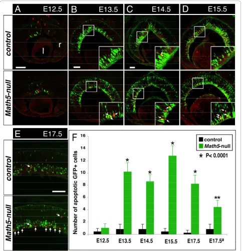 Figure 7 Math5-lineage cells undergo apoptosis in Math5-null retinas. Retinal sections from the control (top panels) and Math5-null(bottom panels) embryos at the indicated developmental stages were immunolabeled with anti-activated caspase-3 (red) and anti