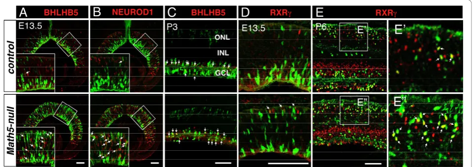 Figure 8 Loss of Math5 leads to an up-regulated expression of non-RGCs factors in Math5-lineage cells