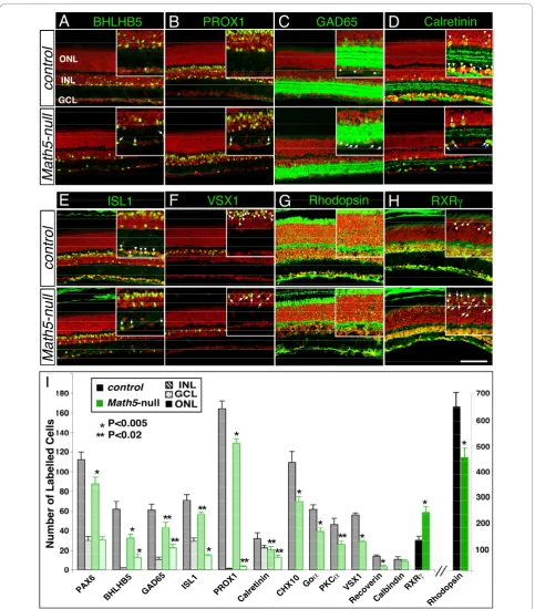 Figure 1 Effects ofthe RXRlength of retinal sections. Eyes from five mice were analyzed per genotype
