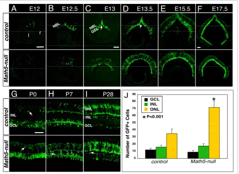 Figure 2 The spatiotemporal pattern ofno GCL neurons or RGC axon bundles are observed and there are significantly more GFP+ cells in the outermost NBL