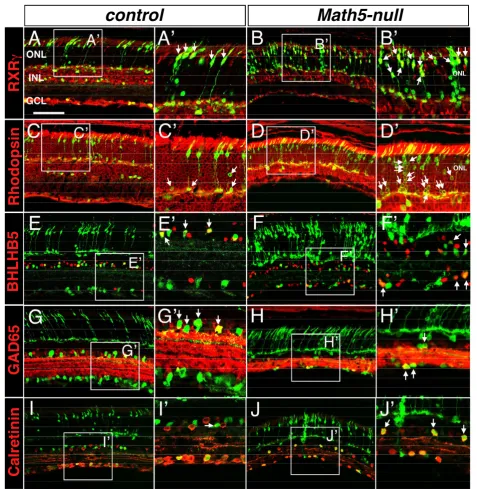Figure 3 Fate conversion of Math5-lineage cells in Math5-null retinas. Adult retinal sections from the control and Math5-null mice wereimmunolabeled with cell type-specific markers (red) and anti-GFP (green)