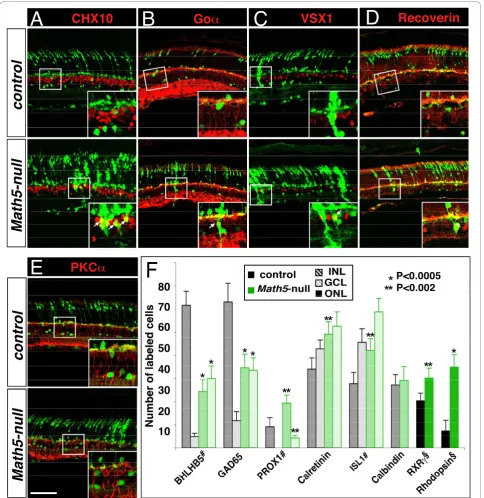 Figure 4 The cone-bipolar fate of Math5-lineage cells in the absence of Math5. Adult retinal sections from the control (top panels) andMath5-null (bottom panels) mice were immunolabeled with cell type-specific markers (red) and anti-GFP (green)