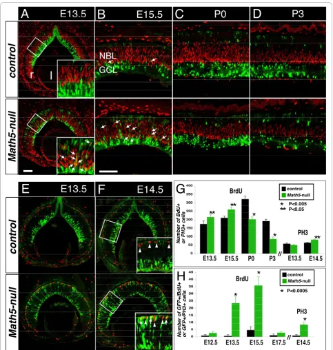 Figure 6 Loss of Math5 alters the proliferation of retinal progenitors and causes the increased Math5-lineage cells in cell cycle